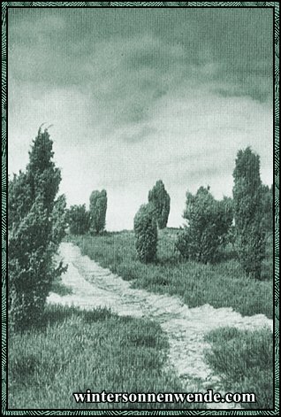 Lüneburger Heide. Totengrund bei Wilsede.