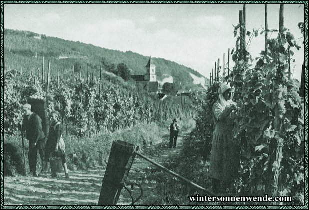 Weinberge am Kaiserstuhl (Oberrhein).