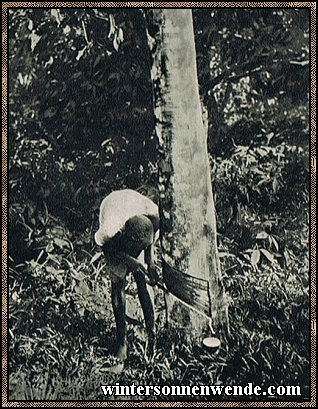 Die Gummigewinnung in Kamerun erfordert sehr viel Arbeit.