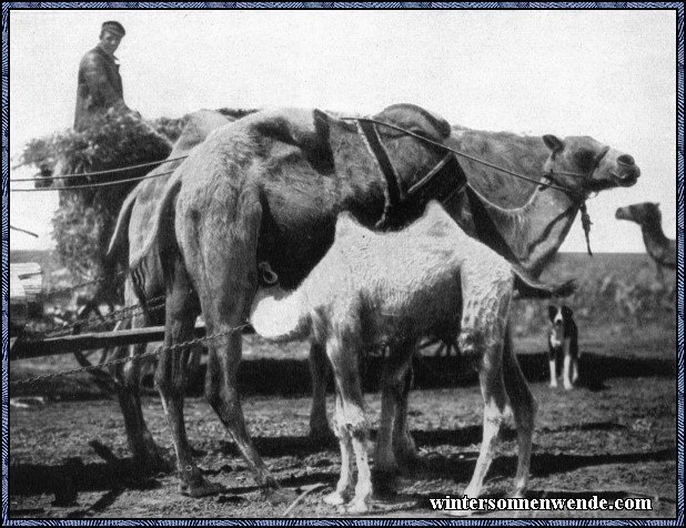 Deutscher Bauer mit Kamelgespann.