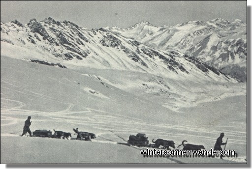 Hundeschlitten für den Transport auf den Gletschern des Adamello.