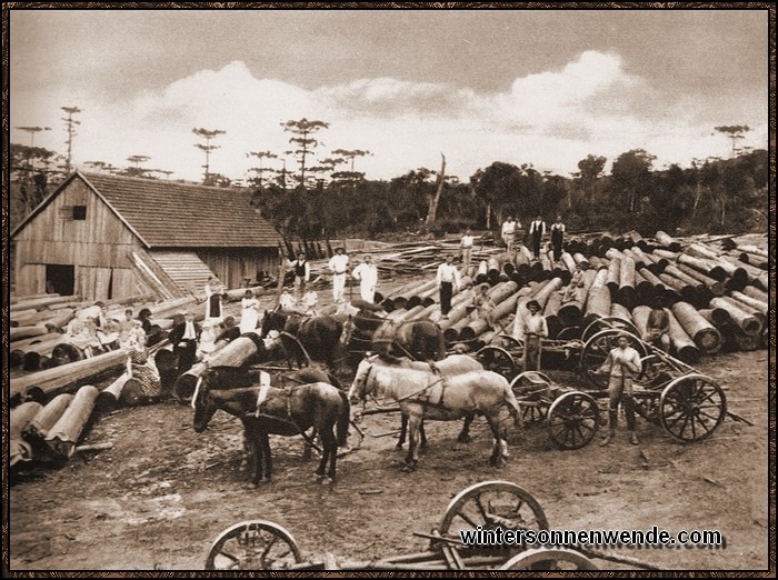 Harte Arbeit vollbringt der deutsche Pionier draußen. Unser Bild zeigt ein
deutsches Sägewerk im Inneren Brasiliens, von Deutschen aufgebaut und unter
härtesten Bedingungen fortgeführt.