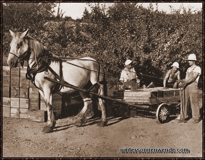 Ernte auf einer deutschen Obstfarm im 
Okanagan-Valley, Britisch-Columbia.