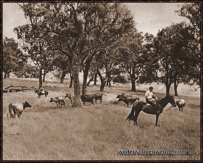 Deutscher Viehfarmer aus der australischen Baumsteppe.