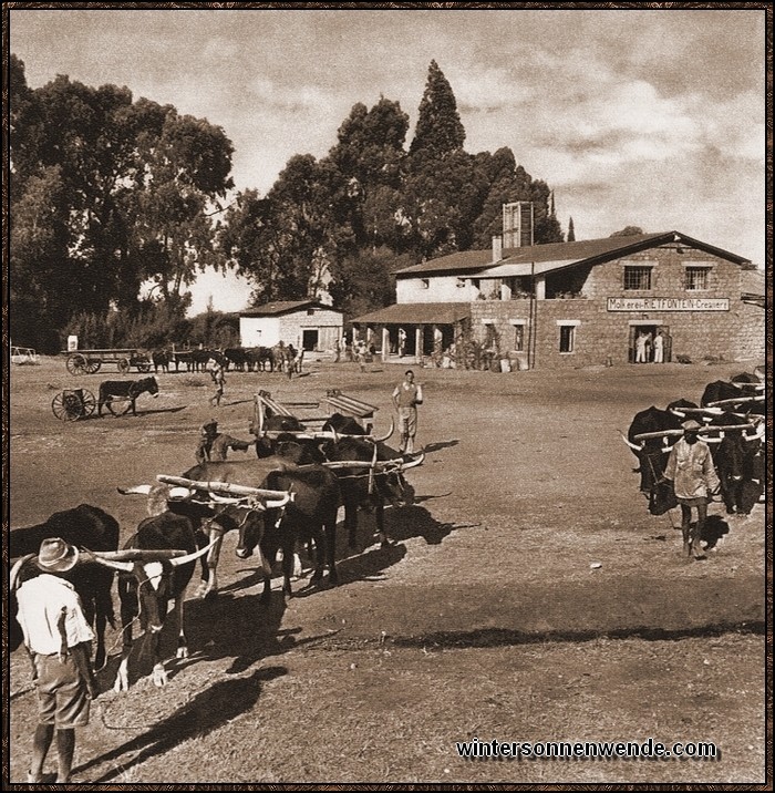 Deutsche Farm mit großem Marktbetrieb in Rietfontein,
Südwestafrika.