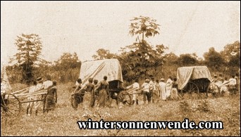 Beförderung von Baumwolle zur Verschiffung nach Deutschland. Togo.