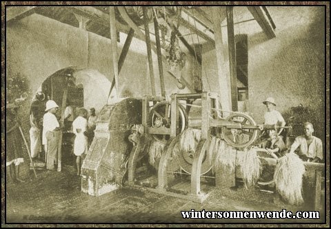 Preparing sisal, German East Africa.