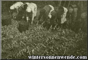 Onion harvest.