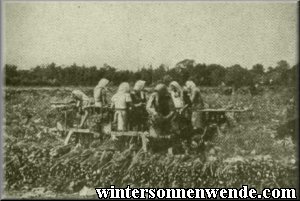 Harvest in a rhubarb plantation.