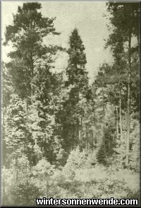 Primeval jungle-like stands of spruce and pine.